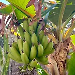 Maracuya