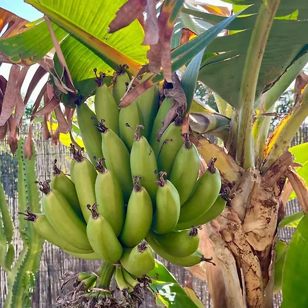 Maracuya